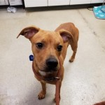 Pets Availale For Adoption In January Eliza