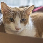 Pets Availale For Adoption In January Eloise