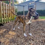 Pets Availale For Adoption In January Ember