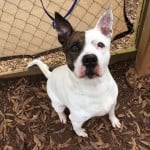 Pets Availale For Adoption In January Harmony