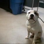 Pets Availale For Adoption In January Hawkeye