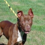 Pets Availale For Adoption In January Helena