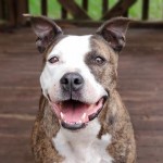 Pets Availale For Adoption In January Hope