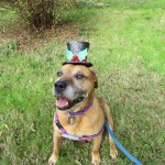Pets Availale For Adoption In January Horace