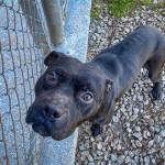 Pets Availale For Adoption In January Indigo