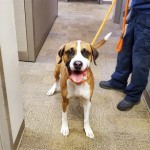 Pets Availale For Adoption In January Jack