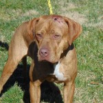 Pets Availale For Adoption In January Jay