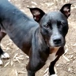 Pets Availale For Adoption In January Jessica