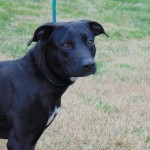 Pets Availale For Adoption In January King