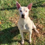 Pets Availale For Adoption In January Lucy