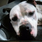 Pets Availale For Adoption In January Meadows