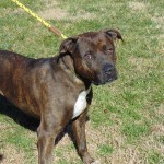 Pets Availale For Adoption In January Minnie