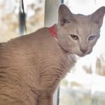 Pets Availale For Adoption In January Miss Kitty