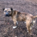 Pets Availale For Adoption In January Neil