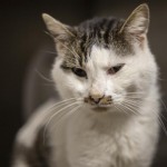 Pets Availale For Adoption In January Nelson