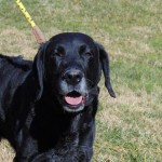 Pets Availale For Adoption In January Nida
