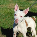 Pets Availale For Adoption In January Noel
