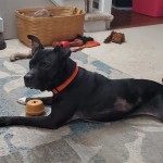 Pets Availale For Adoption In January Petey