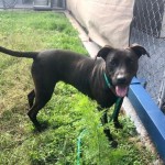 Pets Availale For Adoption In January Pomona