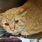 Pets Availale For Adoption In January Pumpkin