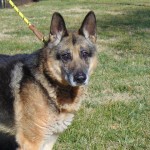 Pets Availale For Adoption In January Rambo