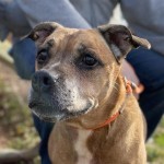 Pets Availale For Adoption In January Rocsi
