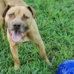 Pets Availale For Adoption In January Ronald