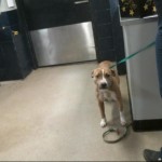 Pets Availale For Adoption In January Rose