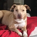Pets Availale For Adoption In January Rosyln