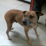 Pets Availale For Adoption In January Sergio