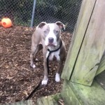 Pets Availale For Adoption In January Torrie