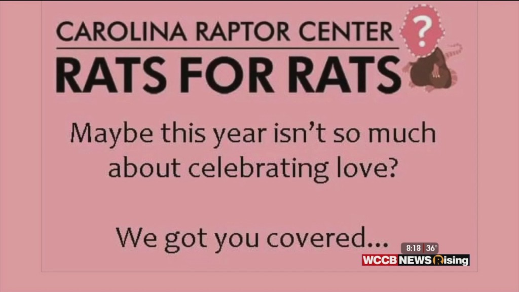 Wilson's World Homeschool: Getting Over A Broken Heart With The Help Of Carolina Raptor Center