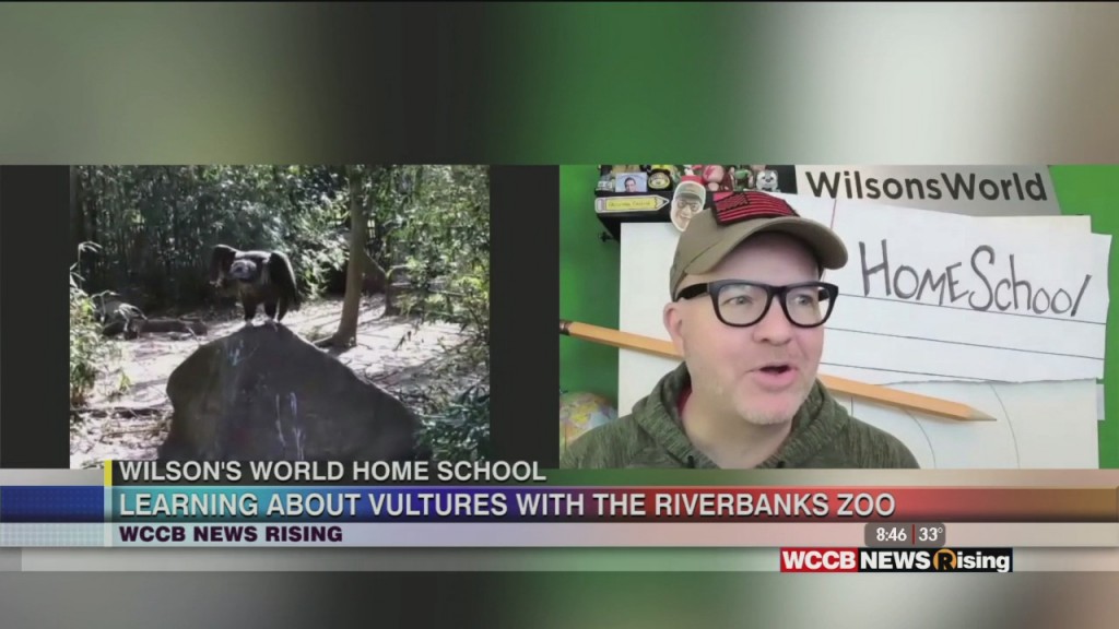 Wilson's World Homeschool: Meeting The Cinereous Vultures At The Riverbanks Zoo In Columbia