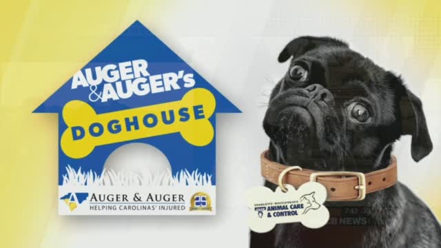 Auger & Auger's Doghouse: Meet Charlotte!