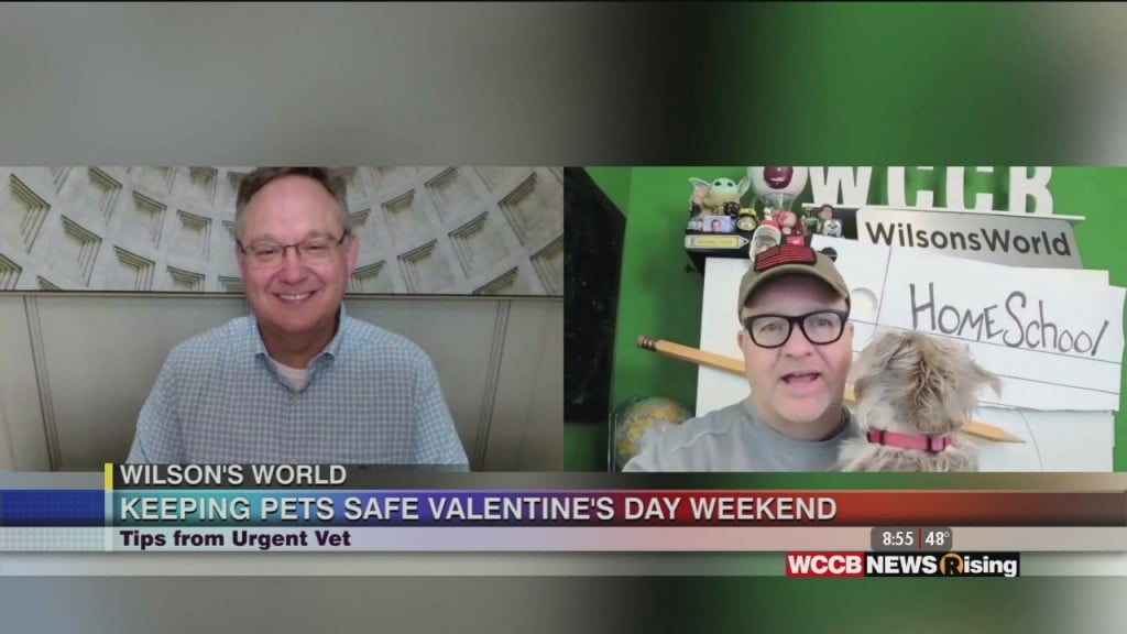 Wilson's World: Valentine Dangers For Your Four Legged Sweetheart