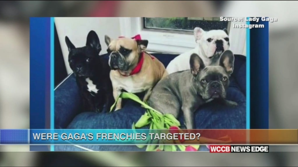 Edge: Lady Gaga's Dogs