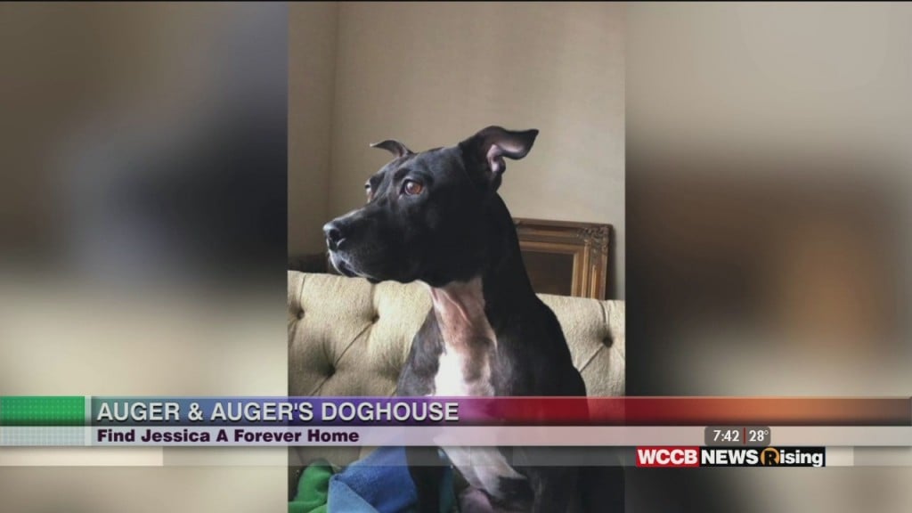 Auger & Auger's Doghouse: Meet Jessica!