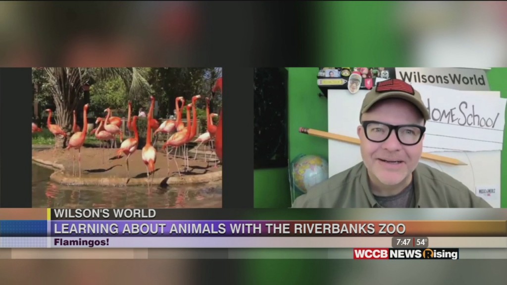 Wilson's World Homeschool: It's All About The Flamingos At The Riverbanks Zoo