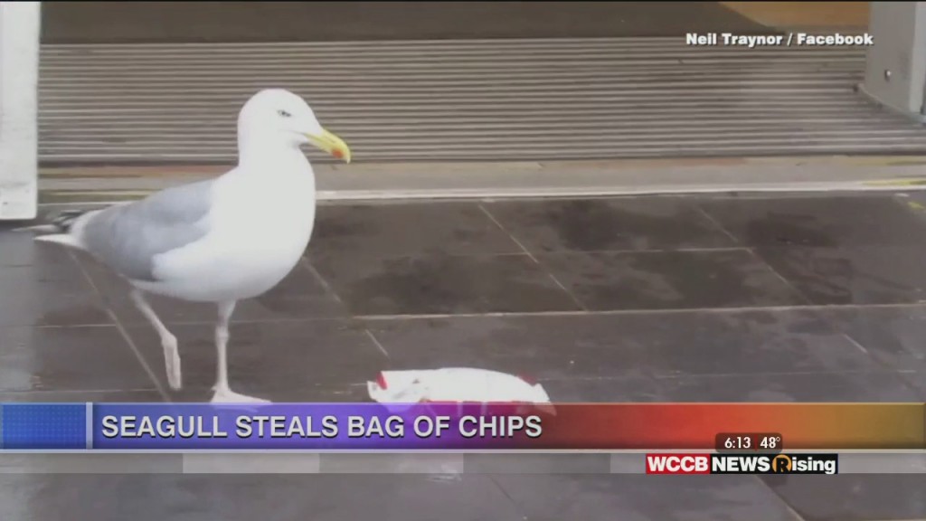 Viral Videos: Seagull Steals Chips And Tiny Wedding Crasher