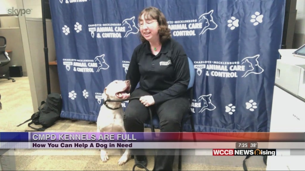 Adopt A Dog From Cmpd Animal Care & Control