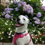 Stella