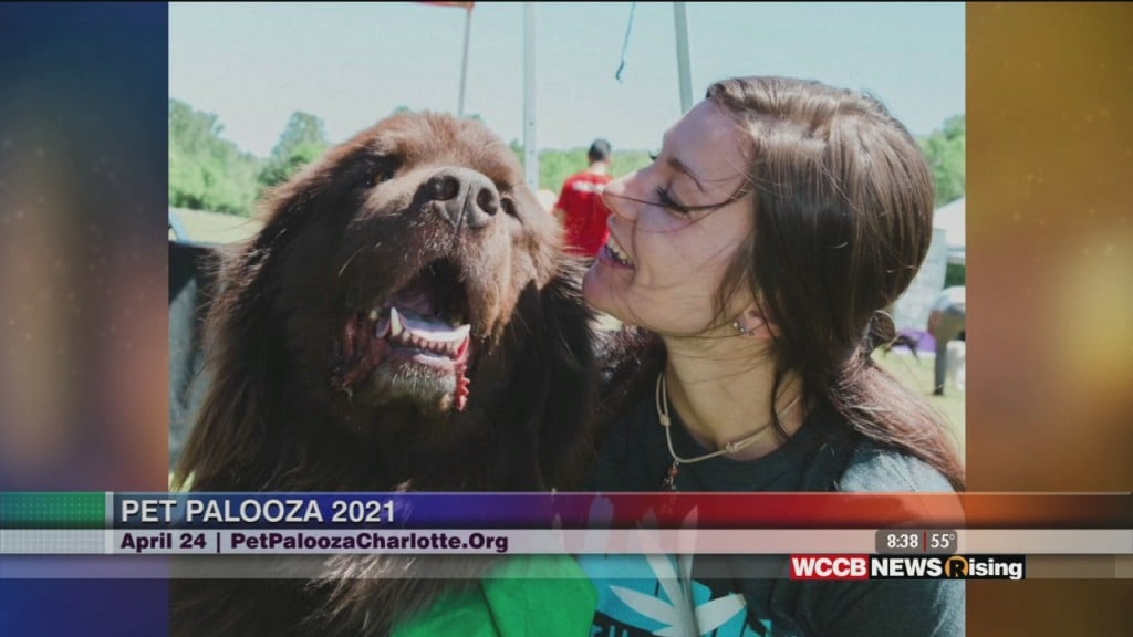 Rising Spotlight: Charlotte Humane Society Pet Palooza Rerouted