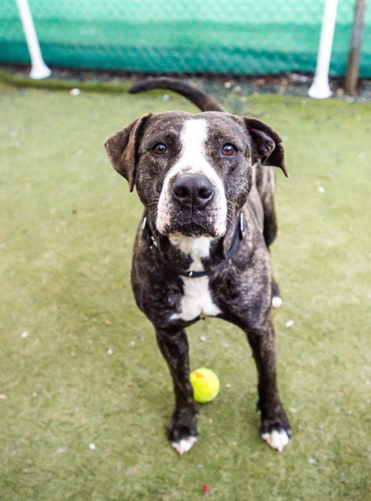 Humane Society Of Charlotte Helps Pitties Find Their Forever Home