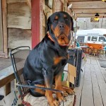 Caldwell Dog Killed Rocky