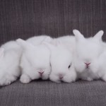 World’s Funniest Animals: Spring Fling
