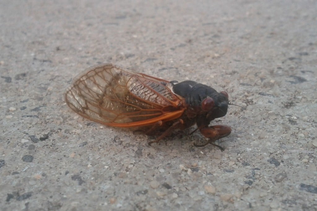 Cicada Photo Credit Richard Groves
