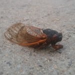 Cicada Photo Credit Richard Groves
