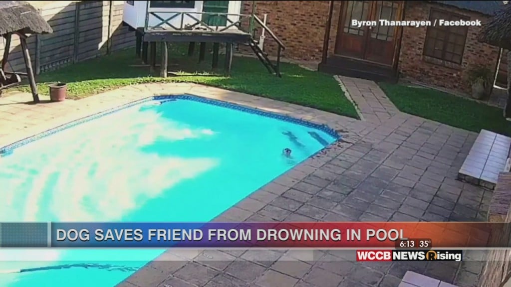 Viral Videos: Dog Rescues Friend And Guy Pranks Woman
