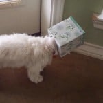 World’s Funniest Animals: Spring Fling