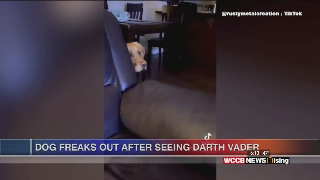 Viral Videos: Dog Reaction To Seeing Darth Vader For First Time